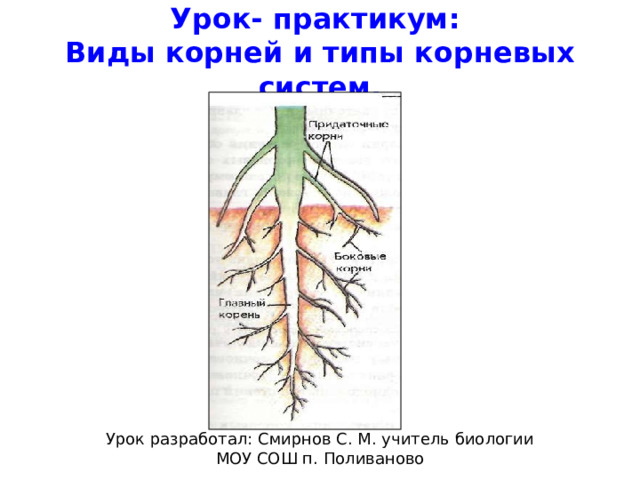 Урок- практикум:  Виды корней и типы корневых систем . Урок разработал: Смирнов С. М. учитель биологии МОУ СОШ п. Поливаново 