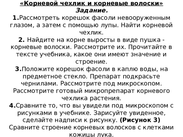 Лабораторная работа №2 «Корневой чехлик и корневые волоски» Задание. 1. Рассмотреть корешок фасоли невооруженным глазом, а затем с помощью лупы. Найти корневой чехлик. 2. Найдите на корне выросты в виде пушка - корневые волоски. Рассмотрите их. Прочитайте в тексте учебника, какое они имеют значение и строение. 3. Положите корешок фасоли в каплю воды, на предметное стекло. Препарат подкрасьте чернилами. Рассмотрите под микроскопом. Рассмотрите готовый микропрепарат корневого чехлика растения. 4. Сравните то, что вы увидели под микроскопом с рисунками в учебнике. Зарисуйте увиденное, сделайте надписи к рисунку. (Рисунок 3) Сравните строение корневых волосков с клетками кожицы лука. Сделайте вывод. 