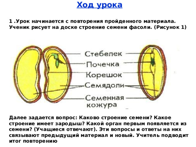 В состав зародыша семени фасоли входит