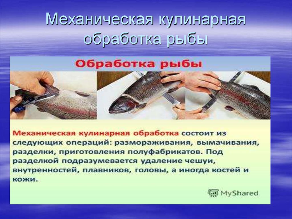 Технологии получения и обработки рыбы и морепродуктов 7 класс презентация