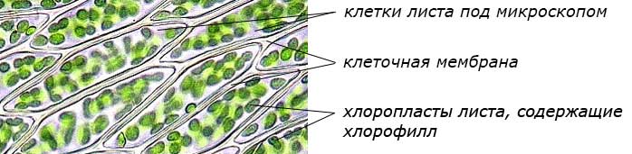 Проект мир под микроскопом 5 класс