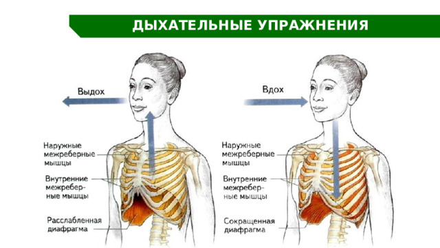 ДЫХАТЕЛЬНЫЕ УПРАЖНЕНИЯ 