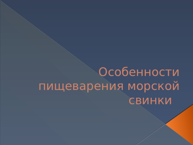 Особенности пищеварения морской свинки 