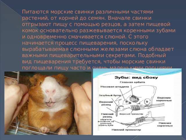 Питаются морские свинки различными частями растений, от корней до семян. Вначале свинки отгрызают пищу с помощью резцов, а затем пищевой комок основательно разжевывается коренными зубами и одновременно смачивается слюной. С этого начинается процесс пищеварения, поскольку вырабатываемая слюнными железами слюна обладает важными пищеварительными секретами. Подобный вид пищеварения требуется, чтобы морские свинки поглощали пищу часто и очень маленькими порциями. 