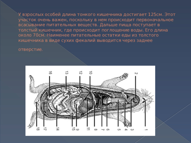 У взрослых особей длина тонкого кишечника достигает 125см. Этот участок очень важен, поскольку в нем происходит первоначальное всасывание питательных веществ. Дальше пища поступает в толстый кишечник, где происходит поглощение воды. Его длина около 70см. Наименее питательные остатки еды из толстого кишечника в виде сухих фекалий выводится через заднее отверстие . 