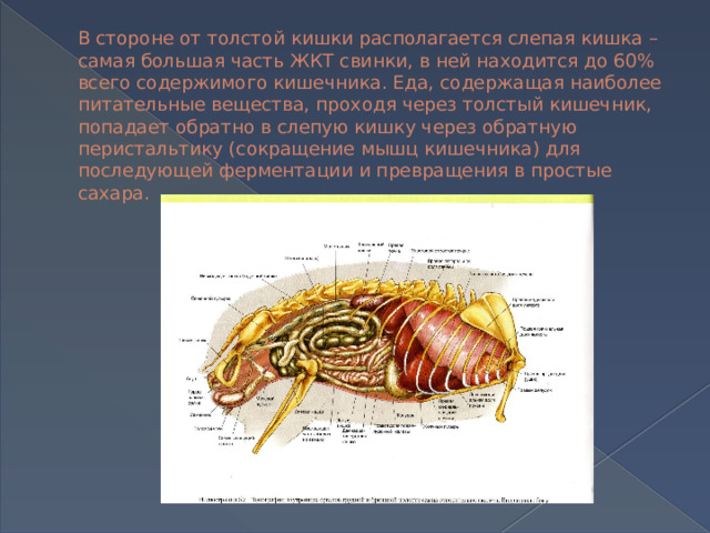 В стороне от толстой кишки располагается слепая кишка – самая большая часть ЖКТ свинки, в ней находится до 60% всего содержимого кишечника. Еда, содержащая наиболее питательные вещества, проходя через толстый кишечник, попадает обратно в слепую кишку через обратную перистальтику (сокращение мышц кишечника) для последующей ферментации и превращения в простые сахара. 