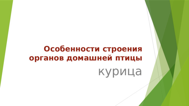 Особенности строения органов домашней птицы курица 