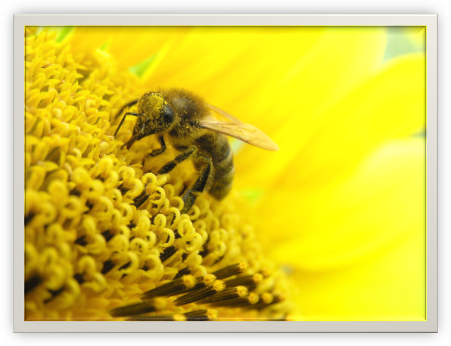 Цв пыльца. Пыльца на цветке. Пыльца Цветочная обножка. Пчелиная обножка. Пыльца растений медовая.