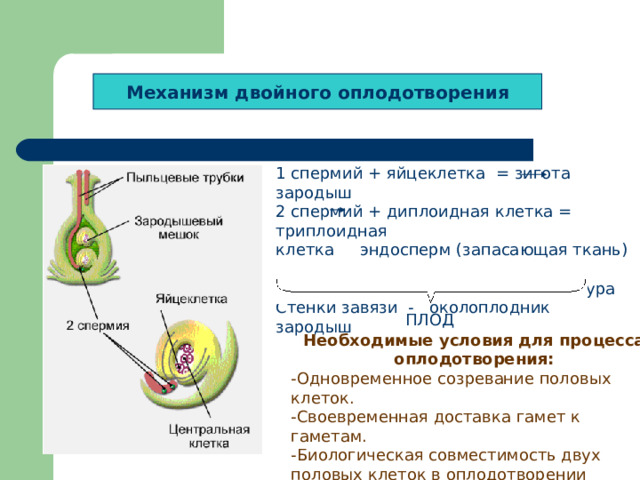 Зигота имплантируется в стенку где развивается многоклеточный