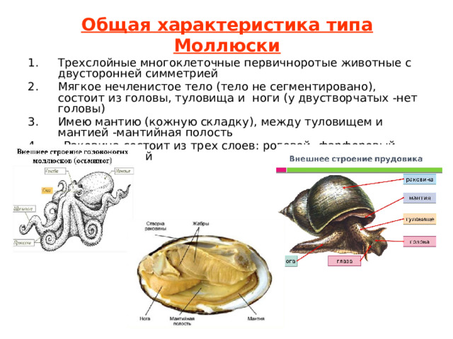 Общая характеристика типа Моллюски Трехслойные многоклеточные первичноротые животные с двусторонней симметрией Мягкое нечленистое тело (тело не сегментировано), состоит из головы, туловища и ноги (у двустворчатых -нет головы) Имею мантию (кожную складку), между туловищем и мантией -мантийная полость 4. Раковина состоит из трех слоев: роговой, фарфоровый, перламутровый 