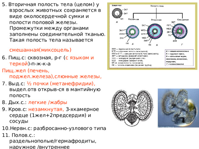 5. Вторичная полость тела (целом) у взрослых животных сохраняется в виде околосердечной сумки и полости половой железы. Промежутки между органами заполнены соединительной тканью. Такая полость тела называется смешанная(миксоцель)  6. Пищ.с: сквозная, р-г ( с языком и теркой )-п-ж-к-а Пищ.жел (печень, поджел.железа),слюнные железы, 7. Выд.с: ½ почки (метанефридии), выдел.отв открыв-ся в мантийную полость 8. Дых.с.: легкие /жабры 9. Кров.с: незамкнутая, 3-хкамерное сердце (1жел+2предсердия) и сосуды 10.Нервн.с: разбросанно-узлового типа 11. Полов.с.: раздельнополые/гермафродиты, наружное /внутреннее оплодотворение, прямое  непрямое (личинка парусник) 