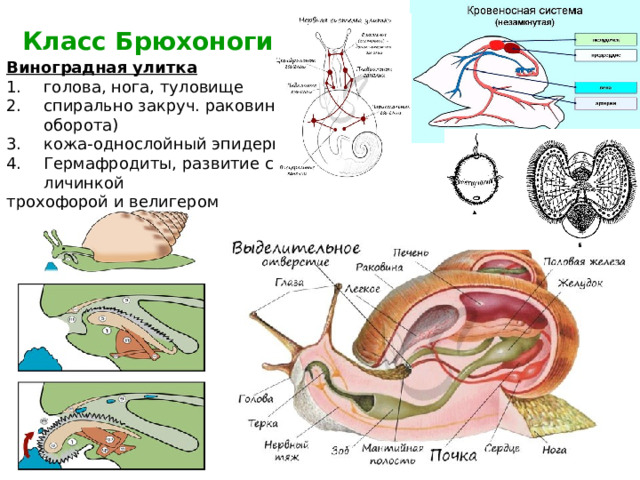 Класс Брюхоногие Виноградная улитка голова, нога, туловище спирально закруч. раковина (4 оборота) кожа-однослойный эпидермис Гермафродиты, развитие с личинкой трохофорой и велигером 