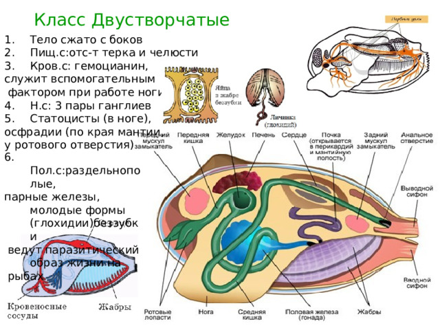 Класс Двустворчатые Тело сжато с боков Пищ.с:отс-т терка и челюсти Кров.с: гемоцианин, служит вспомогательным  фактором при работе ноги Н.с: 3 пары ганглиев Статоцисты (в ноге), осфрадии (по края мантии, у ротового отверстия) 6. Пол.с:раздельнополые, парные железы, молодые формы (глохидии)беззубки  ведут паразитический образ жизни на  рыбах 