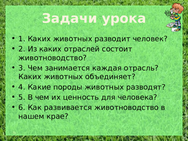  Задачи урока   1. Каких животных разводит человек? 2. Из каких отраслей состоит животноводство? 3. Чем занимается каждая отрасль? Каких животных объединяет? 4. Какие породы животных разводят? 5. В чем их ценность для человека? 6. Как развивается животноводство в нашем крае? 