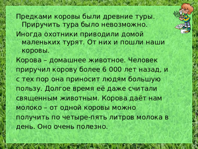 Предками коровы были древние туры. Приручить тура было невозможно. Иногда охотники приводили домой маленьких турят. От них и пошли наши коровы. Корова – домашнее животное. Человек приручил корову более 6 000 лет назад, и с тех пор она приносит людям большую пользу. Долгое время её даже считали священным животным. Корова даёт нам молоко – от одной коровы можно получить по четыре-пять литров молока в день. Оно очень полезно. 