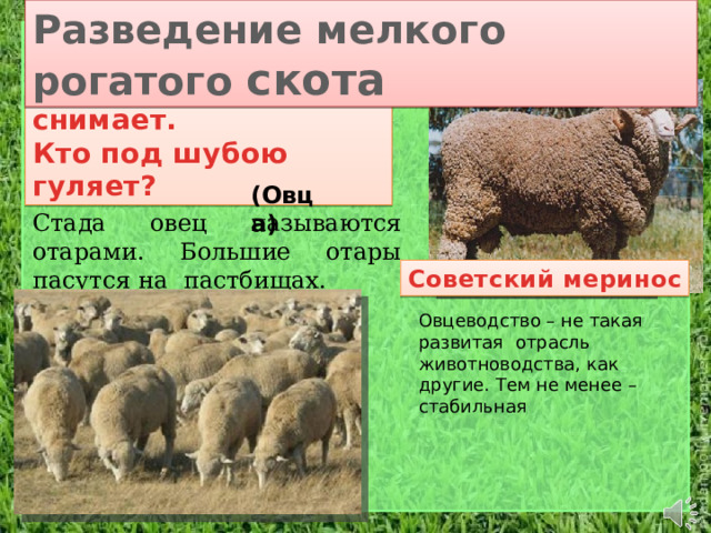 Разведение мелкого рогатого скота Шубу дважды в год снимает.  Кто под шубою гуляет? (Овца) Стада овец называются отарами. Большие отары пасутся на пастбищах. Советский меринос Овцеводство – не такая развитая отрасль животноводства, как другие. Тем не менее – стабильная 