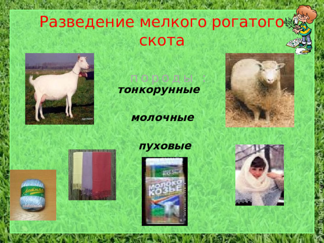 Разведение мелкого рогатого скота породы : тонкорунные молочные пуховые 