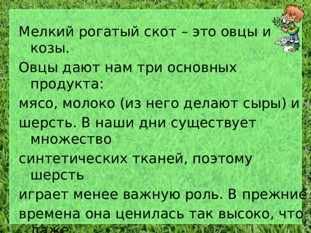 Мелкий рогатый скот – это овцы и козы. Овцы дают нам три основных продукта: мясо, молоко (из него делают сыры) и шерсть. В наши дни существует множество синтетических тканей, поэтому шерсть играет менее важную роль. В прежние времена она ценилась так высоко, что даже короли заводили себе многочисленные стада овец. 