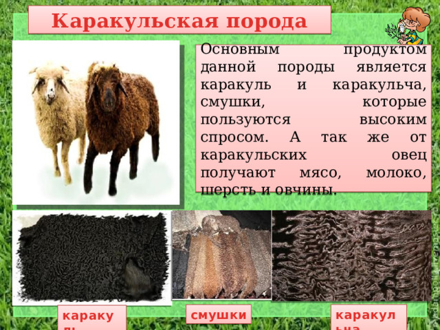 Каракульская порода Основным продуктом данной породы является каракуль и каракульча, смушки, которые пользуются высоким спросом. А так же от каракульских овец получают мясо, молоко, шерсть и овчины. каракульча смушки каракуль 