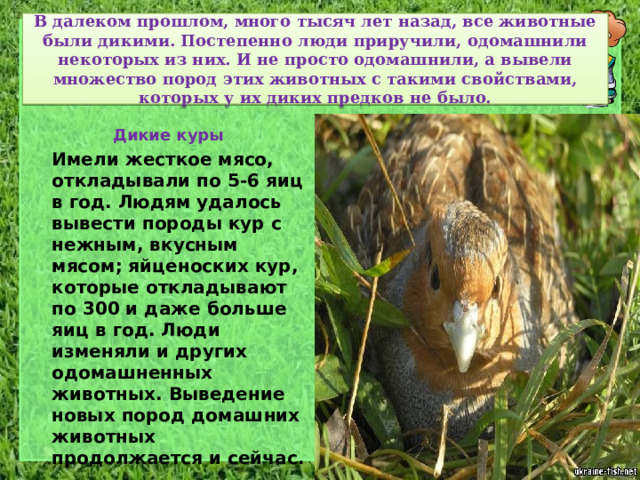 В далеком прошлом, много тысяч лет назад, все животные были дикими. Постепенно люди приручили, одомашнили некоторых из них. И не просто одомашнили, а вывели множество пород этих животных с такими свойствами, которых у их диких предков не было. Дикие куры  Имели жесткое мясо, откладывали по 5-6 яиц в год. Людям удалось вывести породы кур с нежным, вкусным мясом; яйценоских кур, которые откладывают по 300 и даже больше яиц в год. Люди изменяли и других одомашненных животных. Выведение новых пород домашних животных продолжается и сейчас. 