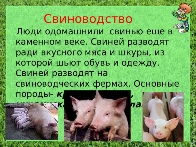 Свиноводство  Люди одомашнили свинью еще в каменном веке. Свиней разводят ради вкусного мяса и шкуры, из которой шьют обувь и одежду. Свиней разводят на свиноводческих фермах. Основные породы- крупная белая, украинская степная и ландрас. .  
