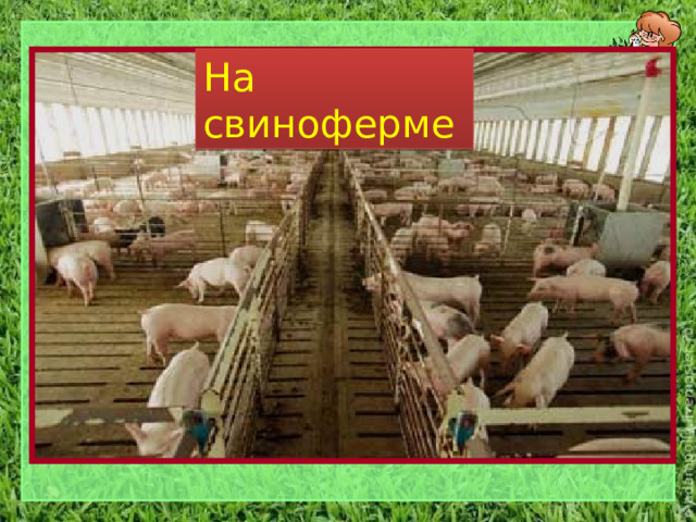 На свиноферме 
