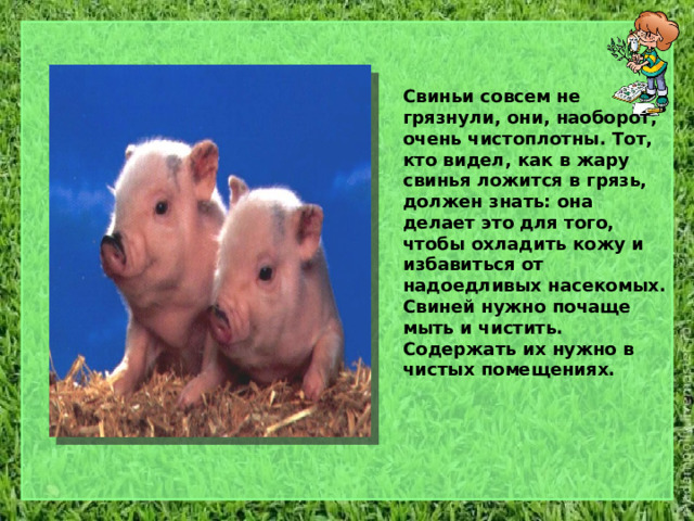  Свиньи совсем не грязнули, они, наоборот, очень чистоплотны. Тот, кто видел, как в жару свинья ложится в грязь, должен знать: она делает это для того, чтобы охладить кожу и избавиться от надоедливых насекомых. Свиней нужно почаще мыть и чистить. Содержать их нужно в чистых помещениях.  
