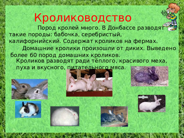 Кролиководство  Пород кролей много. В Донбассе разводят такие породы: бабочка, серебристый, калифорнийский. Содержат кроликов на фермах.  Домашние кролики произошли от диких. Выведено более 60 пород домашних кроликов. Кроликов разводят ради тёплого, красивого меха, пуха и вкусного, питательного мяса. 