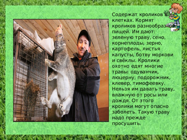   Содержат кроликов в клетках. Кормят кроликов разнообразной пищей. Им дают: зеленую траву, сено, корнеплоды, зерно, картофель, листья капусты, ботву моркови и свёклы. Кролики охотно едят многие травы: одуванчик, люцерну, подорожник, клевер, тимофеевку. Нельзя им давать траву, влажную от росы или дождя. От этого кролики могут опасно заболеть. Такую траву надо прежде просушить. 