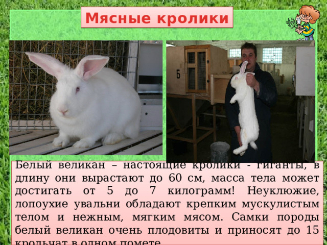 Мясные кролики Белый великан – настоящие кролики - гиганты, в длину они вырастают до 60 см, масса тела может достигать от 5 до 7 килограмм! Неуклюжие, лопоухие увальни обладают крепким мускулистым телом и нежным, мягким мясом. Самки породы белый великан очень плодовиты и приносят до 15 крольчат в одном помете. 