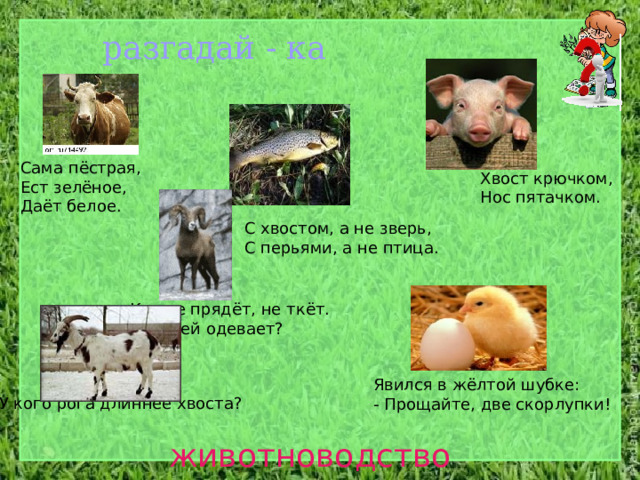 разгадай - ка Сама пёстрая, Ест зелёное, Даёт белое. Хвост крючком, Нос пятачком. С хвостом, а не зверь, С перьями, а не птица. Кто не прядёт, не ткёт. А людей одевает? Явился в жёлтой шубке: - Прощайте, две скорлупки! У кого рога длиннее хвоста? животноводство 