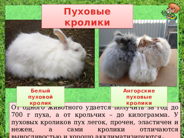 Пуховые кролики Белый пуховой кролик Ангорские пуховые кролики От одного животного удается получить за год до 700 г пуха, а от крольчих – до килограмма. У пуховых кроликов пух легок, прочен, эластичен и нежен, а сами кролики отличаются выносливостью и хорошо акклиматизируются . 