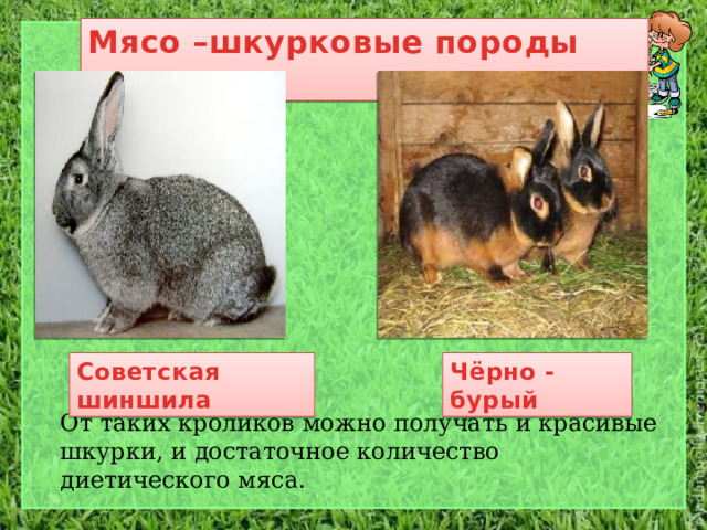 Мясо –шкурковые породы кроликов Советская шиншила Чёрно - бурый От таких кроликов можно получать и красивые шкурки, и достаточное количество диетического мяса. 