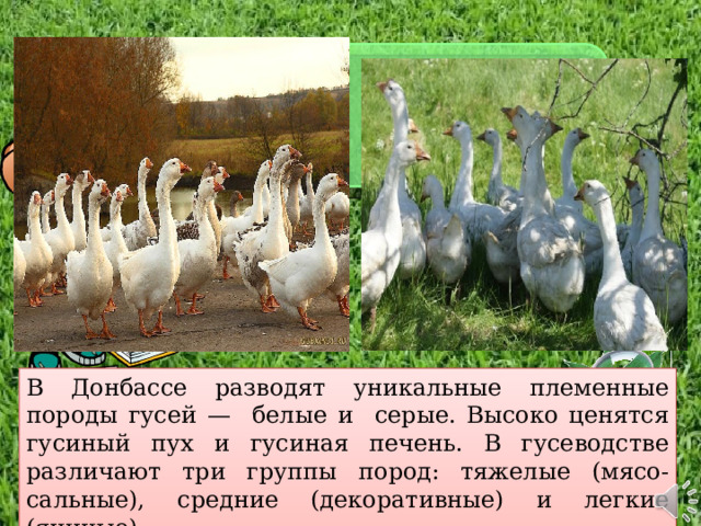 В Донбассе разводят уникальные племенные породы гусей — белые и серые. Высоко ценятся гусиный пух и гусиная печень. В гусеводстве различают три группы пород: тяжелые (мясо-сальные), средние (декоративные) и легкие (яичные). 