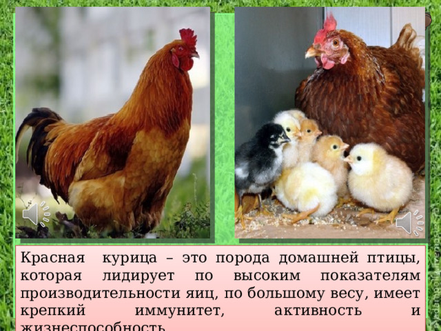 Красная курица – это порода домашней птицы, которая лидирует по высоким показателям производительности яиц, по большому весу, имеет крепкий иммунитет, активность и жизнеспособность. 