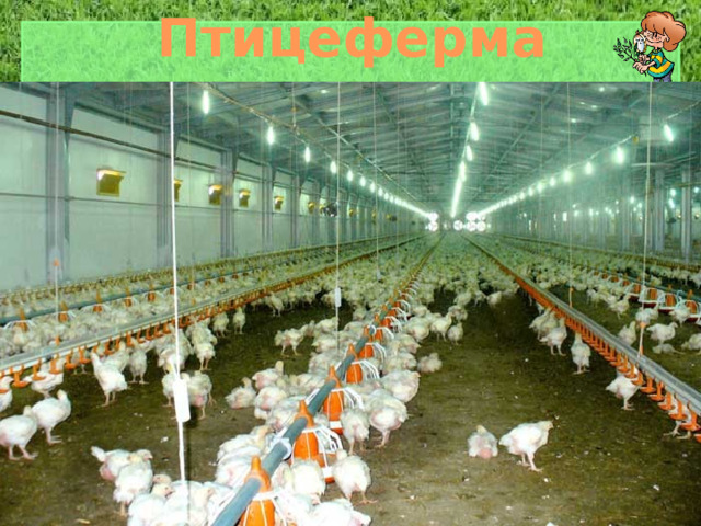 Птицеферма 