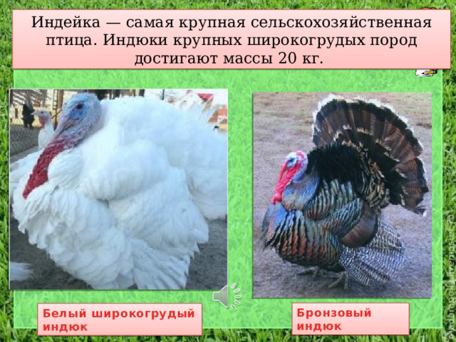 Индейка — самая крупная сельскохозяйственная птица. Индюки крупных широкогрудых пород достигают массы 20 кг. Бронзовый индюк Белый широкогрудый индюк 