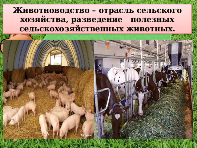 Животноводство – отрасль сельского хозяйства, разведение полезных сельскохозяйственных животных. 
