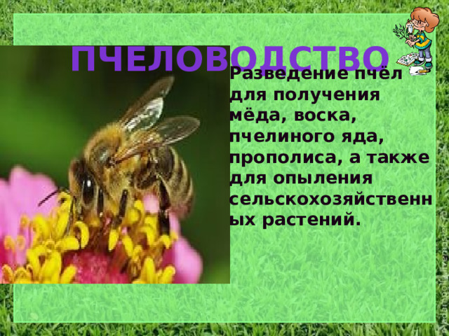 пчеловодство Разведение пчёл для получения мёда, воска, пчелиного яда, прополиса, а также для опыления сельскохозяйственных растений. 