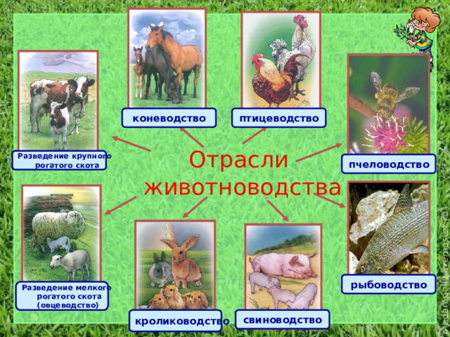 птицеводство коневодство Отрасли животноводства Разведение крупного  рогатого скота пчеловодство рыбоводство Разведение мелкого  рогатого скота (овцеводство) кролиководство свиноводство 