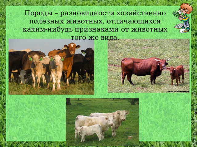Породы – разновидности хозяйственно полезных животных, отличающихся каким-нибудь признаками от животных того же вида. 