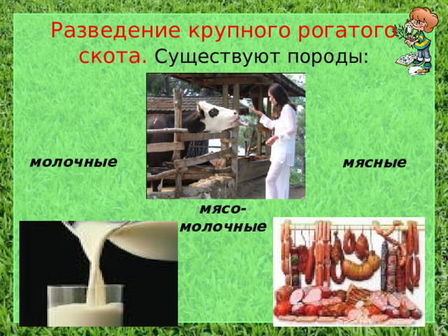 Разведение крупного рогатого скота. Существуют породы: молочные мясные мясо- молочные 