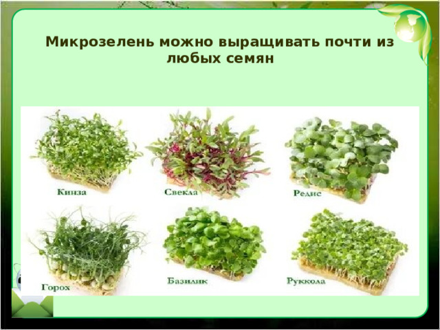 Микрозелень можно выращивать почти из любых семян 
