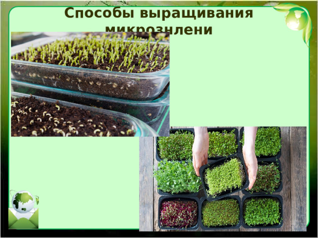 Способы выращивания микрознлени 