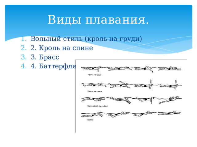 Виды плавания. Вольный стиль (кроль на груди) 2. Кроль на спине 3. Брасс 4. Баттерфляй 