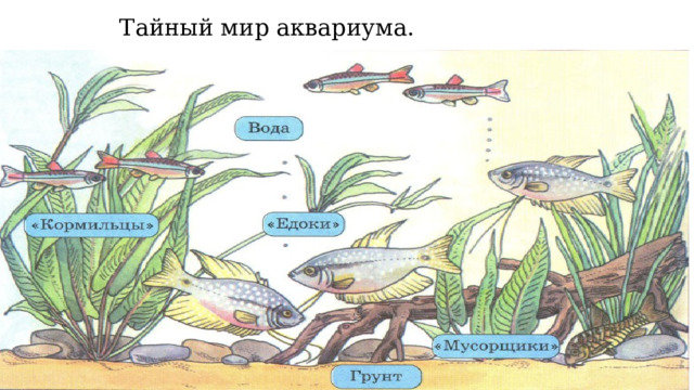 Тайный мир аквариума. 