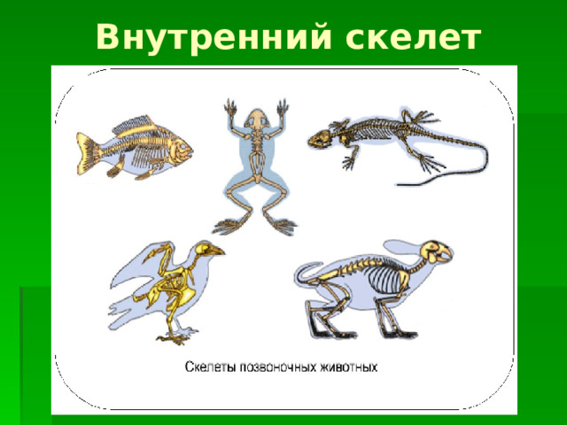 Особенности внутреннего скелета. Сравнение скелета хордовых. Позвоночные строение скелета. Опорно-двигательная система хордовых животных. Эволюция опорно двигательной хордовых.
