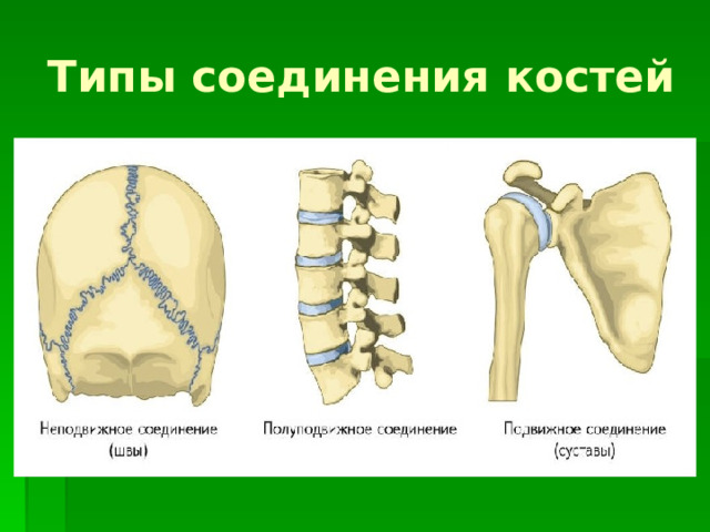 Типы соединения костей 