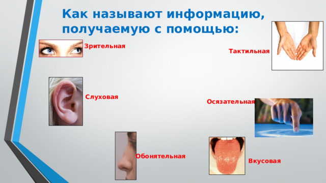 Как называют информацию, получаемую с помощью: Зрительная Тактильная Слуховая Осязательная Обонятельная Вкусовая 