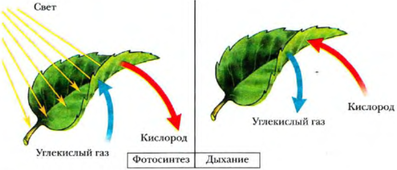 Картинка дыхание растений